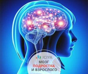 Мозг подростка и взрослого