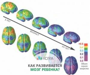 Как развивается мозг ребенка?