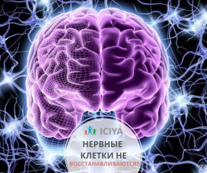 Наука о головном мозге