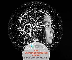 Как формируются связи в головном мозге
