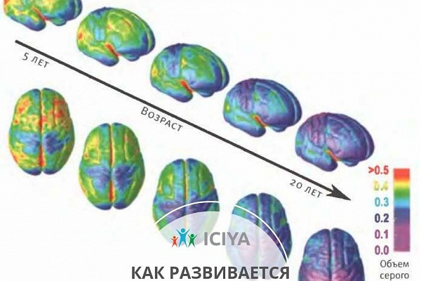 Как развивается мозг ребенка?