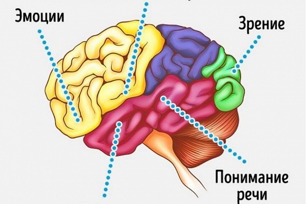 Как развивается мозг ребенка?